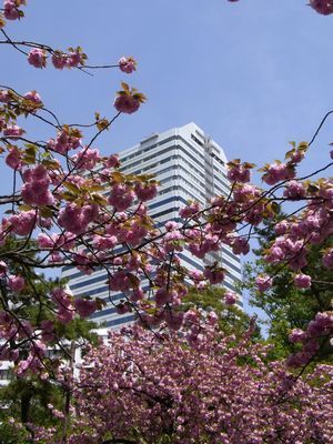 八重桜.jpg